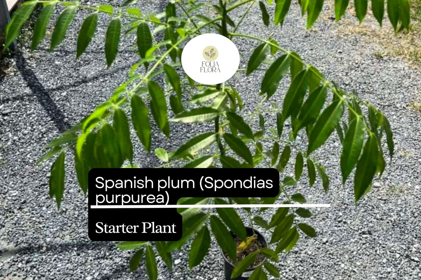 1 Starter Plant Spanish Plum Tree (Spondias purpurea) Live Tropical Fruit Tree 3'-4'