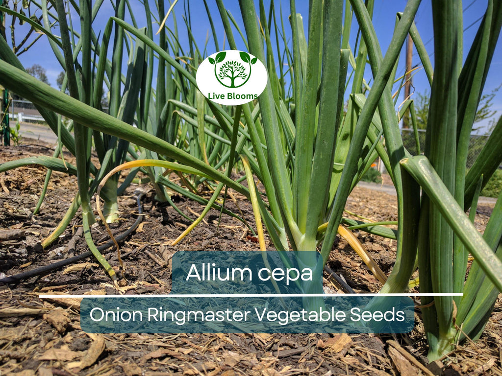 250 mg Seeds Onion Ringmaster – Allium cepa Heirloom Variety for Planting | Sweet, Mild, Perfect for Rings & Cooking