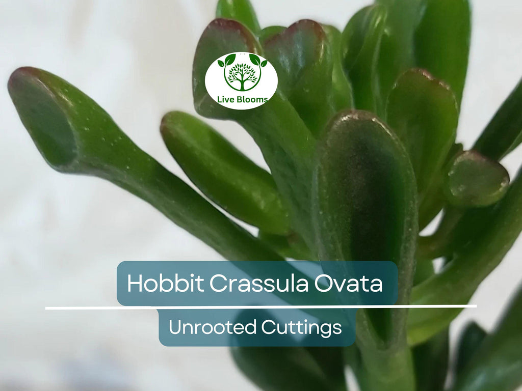 4 Unrooted Cuttings 3-4" Hobbit Friendship Tree – Crassula ovata, Lucky Plant, Money Tree, Easy Grow Succulent, Prosperity Plant Starter