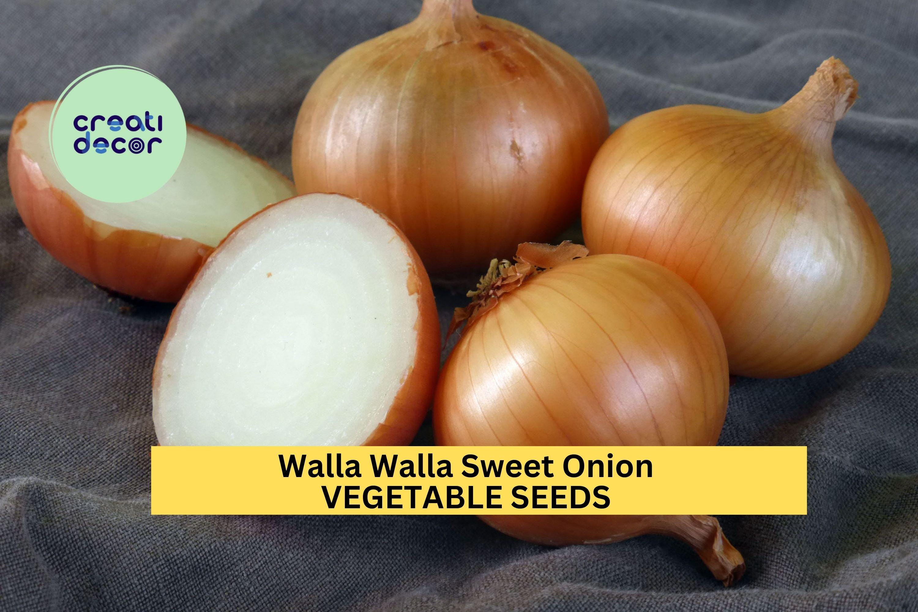 3pcs of 250mg Walla Walla Sweet Onion Seeds – Mild, Juicy Heirloom Vegetable Seeds for Planting – Great for Salads, Grilling & Burgers