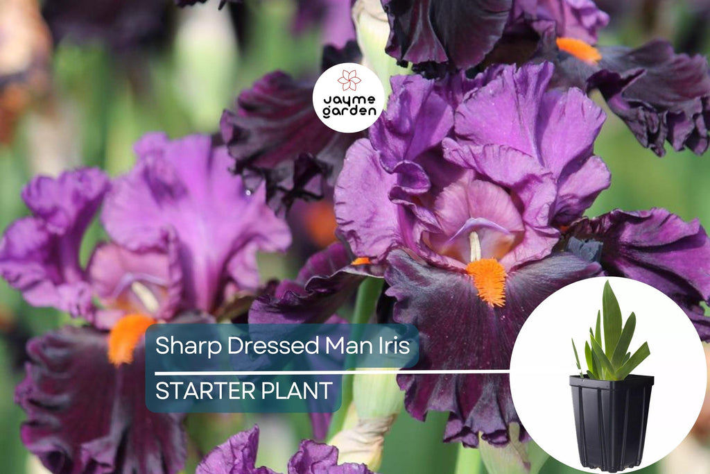 Sharp Dressed Man Iris – Quart Pot | Fragrant Black-Purple Perennial | Deer-Resistant | Drought-Tolerant | Zones 3-10