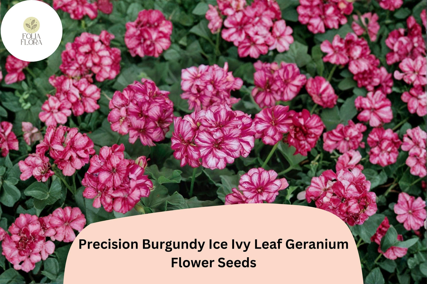 25+ Precision Burgundy Ice Ivy Leaf Geranium Seeds | Trailing Ivy Type | Burgundy-White Blooms for Hanging Baskets
