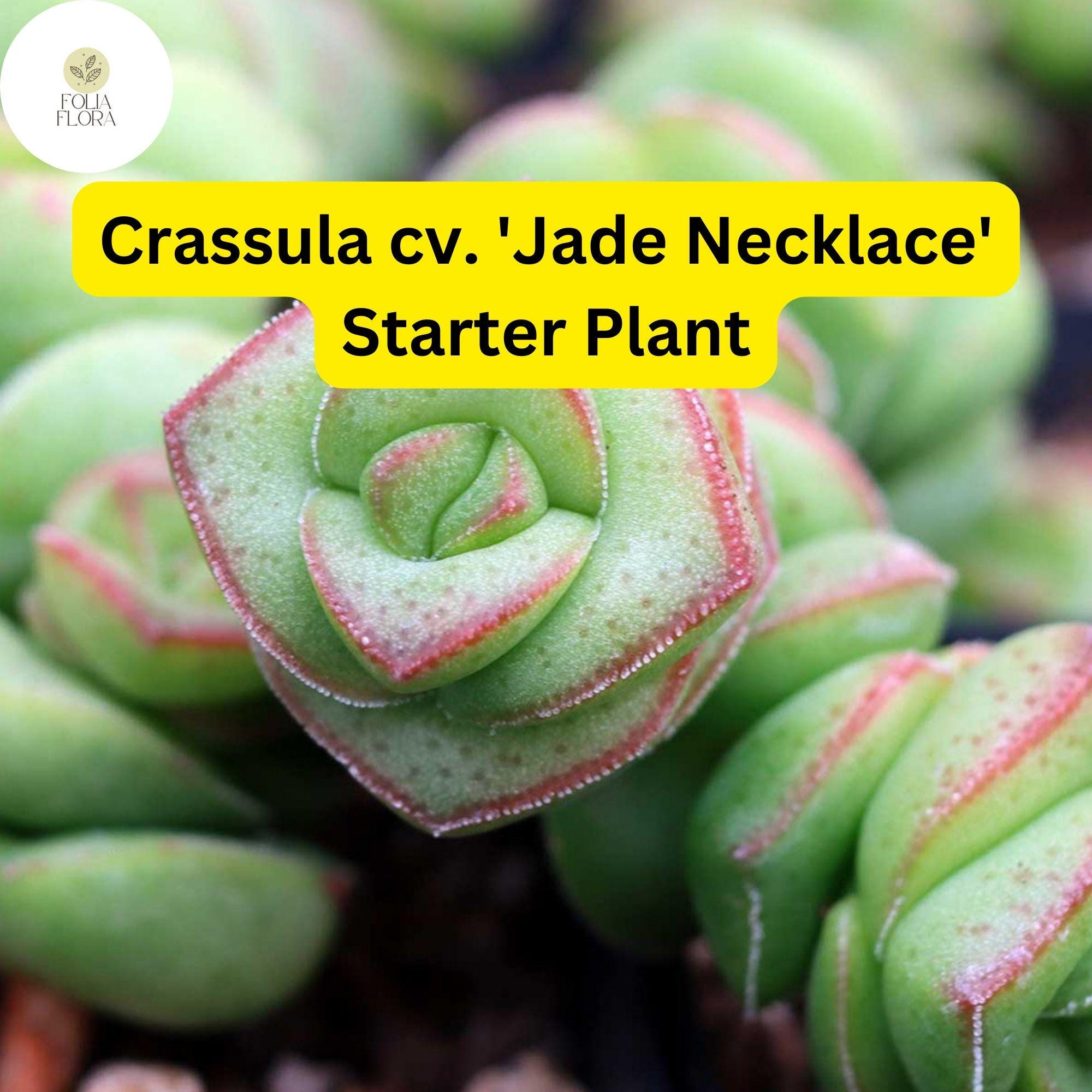 1 Crassula cv. 'Jade Necklace,' Rare Live Succulent Plant, Rooted in 2'' Pot, Easy Care