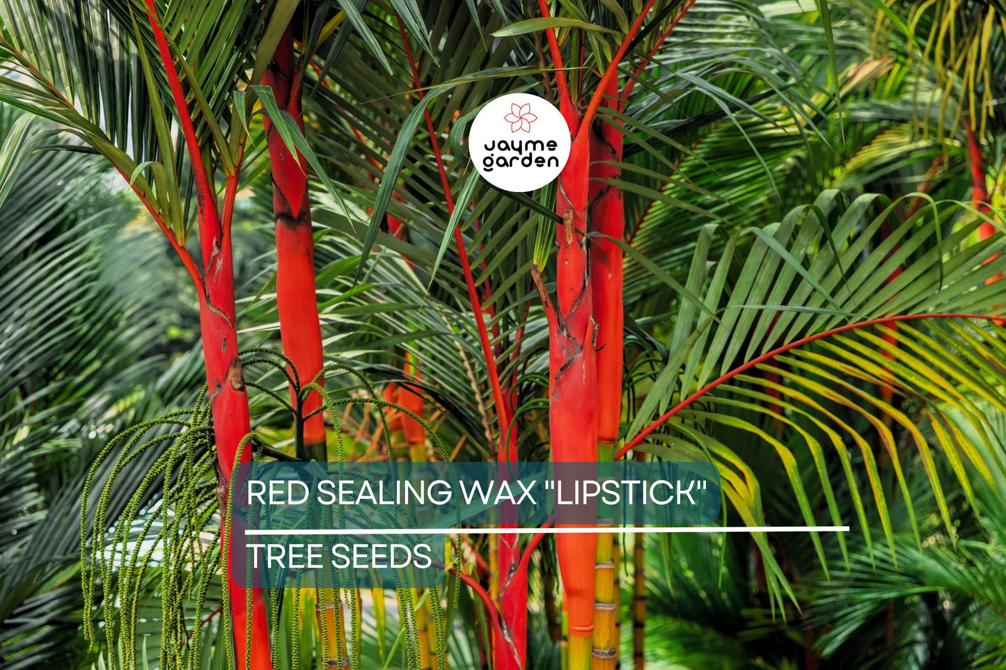 10 Red Sealing Wax "Lipstick" Palm Seeds – Cyrtostachys Renda, Rare Indoor Plant, Tropical Garden Palm