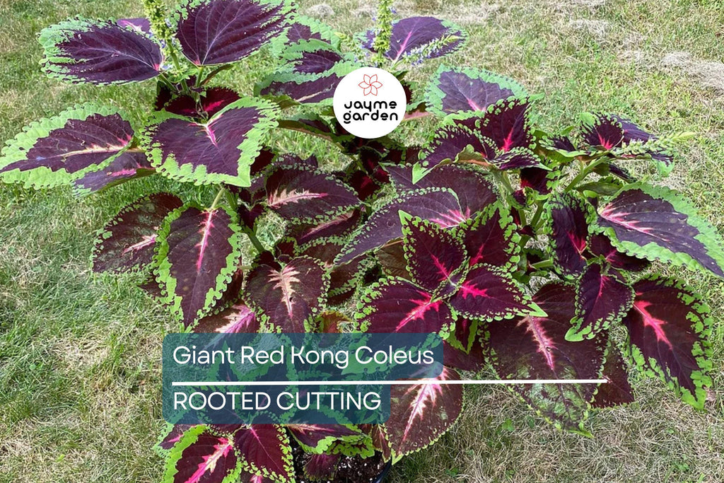 Giant Red Kong Coleus Rooted Plant | Vibrant Red Foliage | Fast Shipping | Live Flower