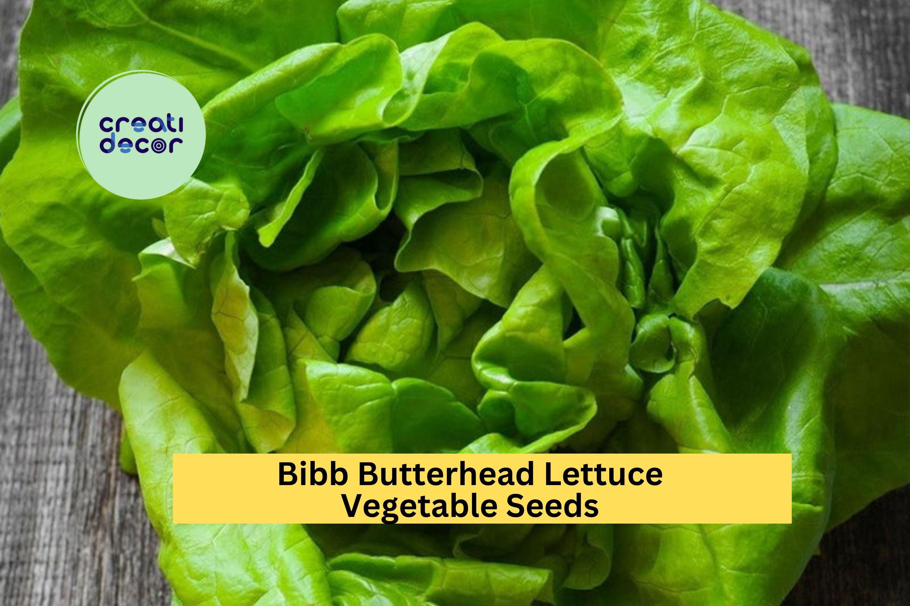 3pcs of 1g Bibb Butterhead Lettuce Seeds – Tender, Sweet Heirloom Variety Ideal for Raised Beds, Gardens & Containers Seeds for Planting