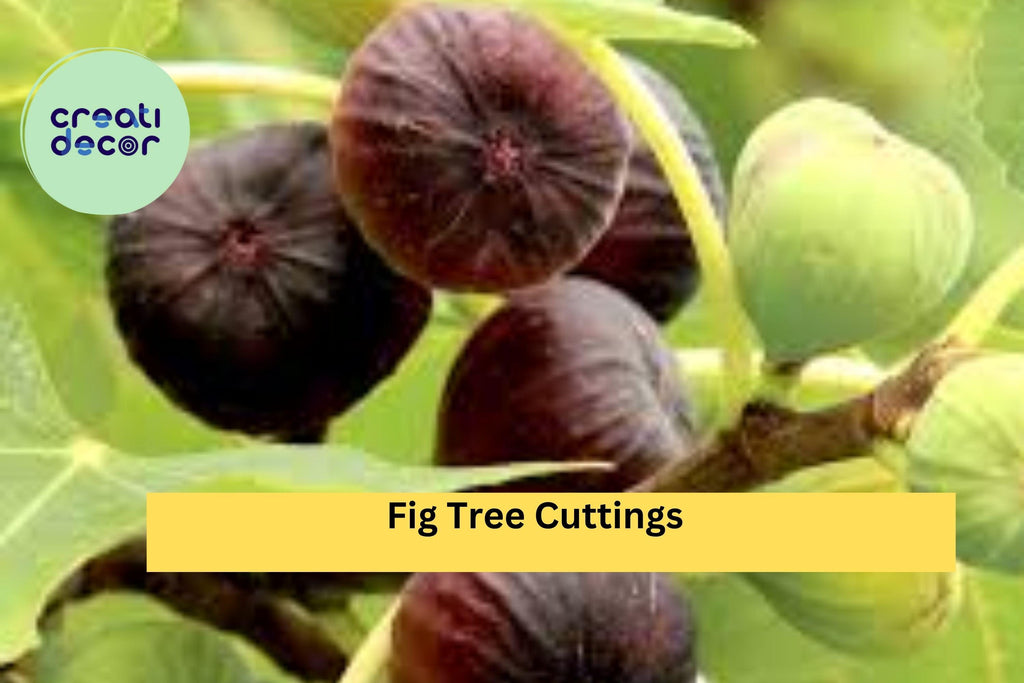 Fig Tree Cuttings – 10 Fresh Unrooted Stems for Propagation, Ficus carica Branches for Growing New Fig Plants