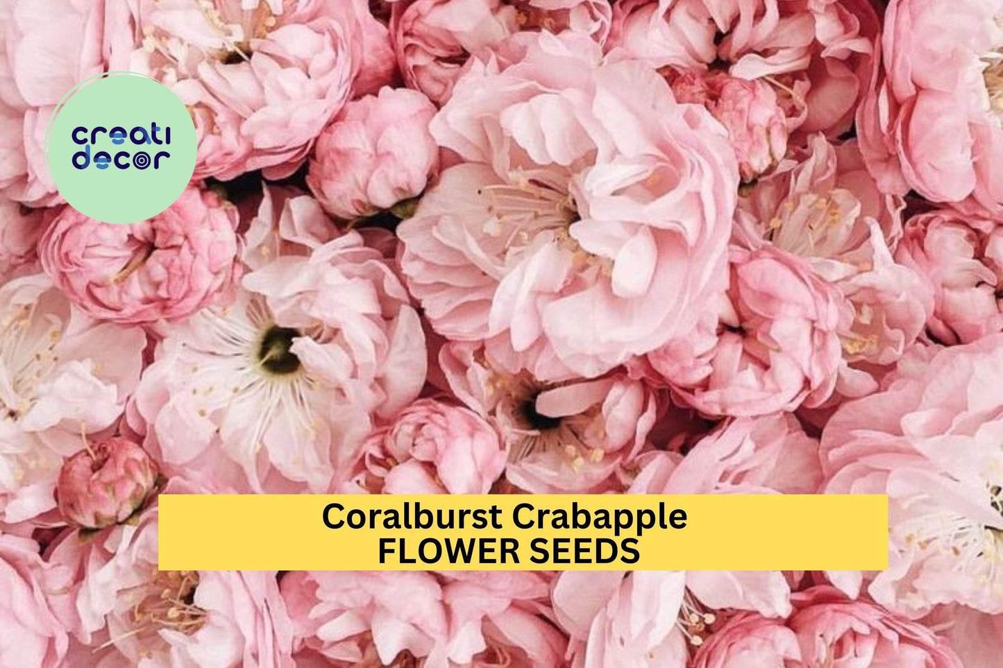 25+ Coralburst Crabapple Seeds – Compact Flowering Tree for Garden Planting, Pink Buds & Orange Fruit for Landscapes – USA