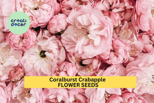 25+ Coralburst Crabapple Seeds – Compact Flowering Tree for Garden Planting, Pink Buds & Orange Fruit for Landscapes – USA