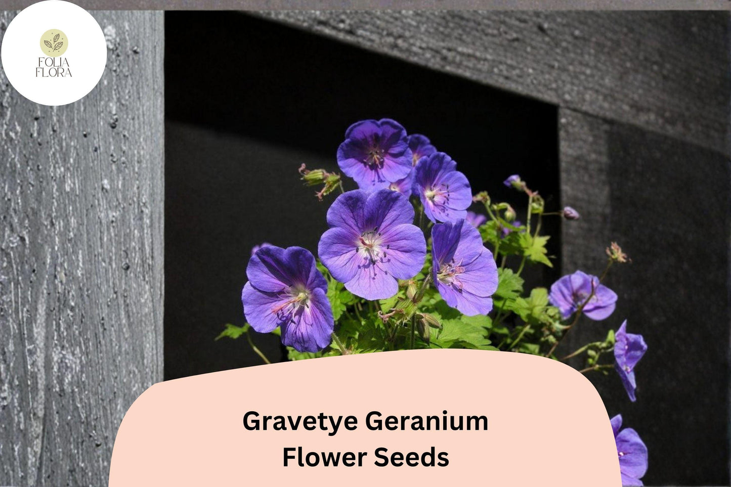 25+ Gravetye Geranium Seeds | Purple Zonal Pelargonium | Garden Flower Seeds