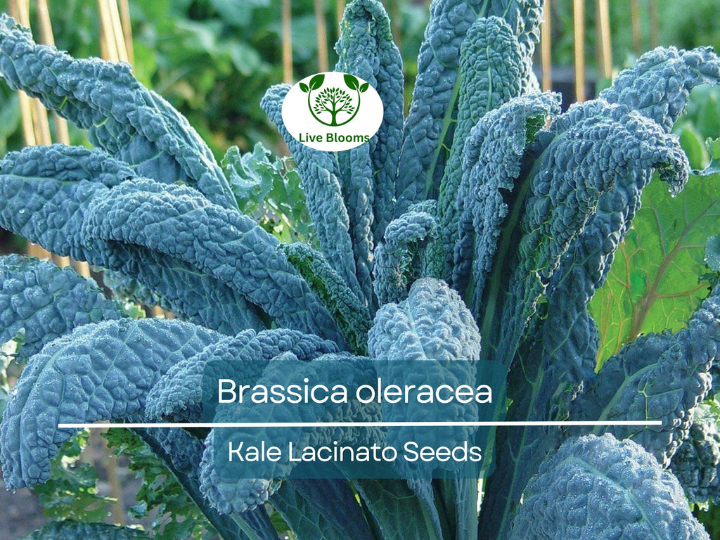 250 Kale Lacinato Seeds for Planting – Dinosaur Kale Brassica oleracea – Nutritious, Hearty Greens for Cooking, Smoothies, & Healthy Recipes