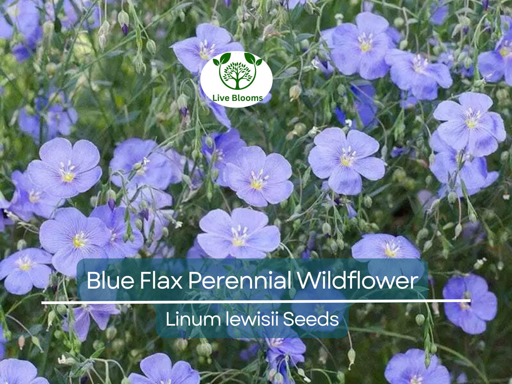 500 Seeds Blue Flax Perennial Wildflower Linum lewisii - Non-GMO American Native, Drought Tolerant, Beautiful Blooms, Pollinator Friendly