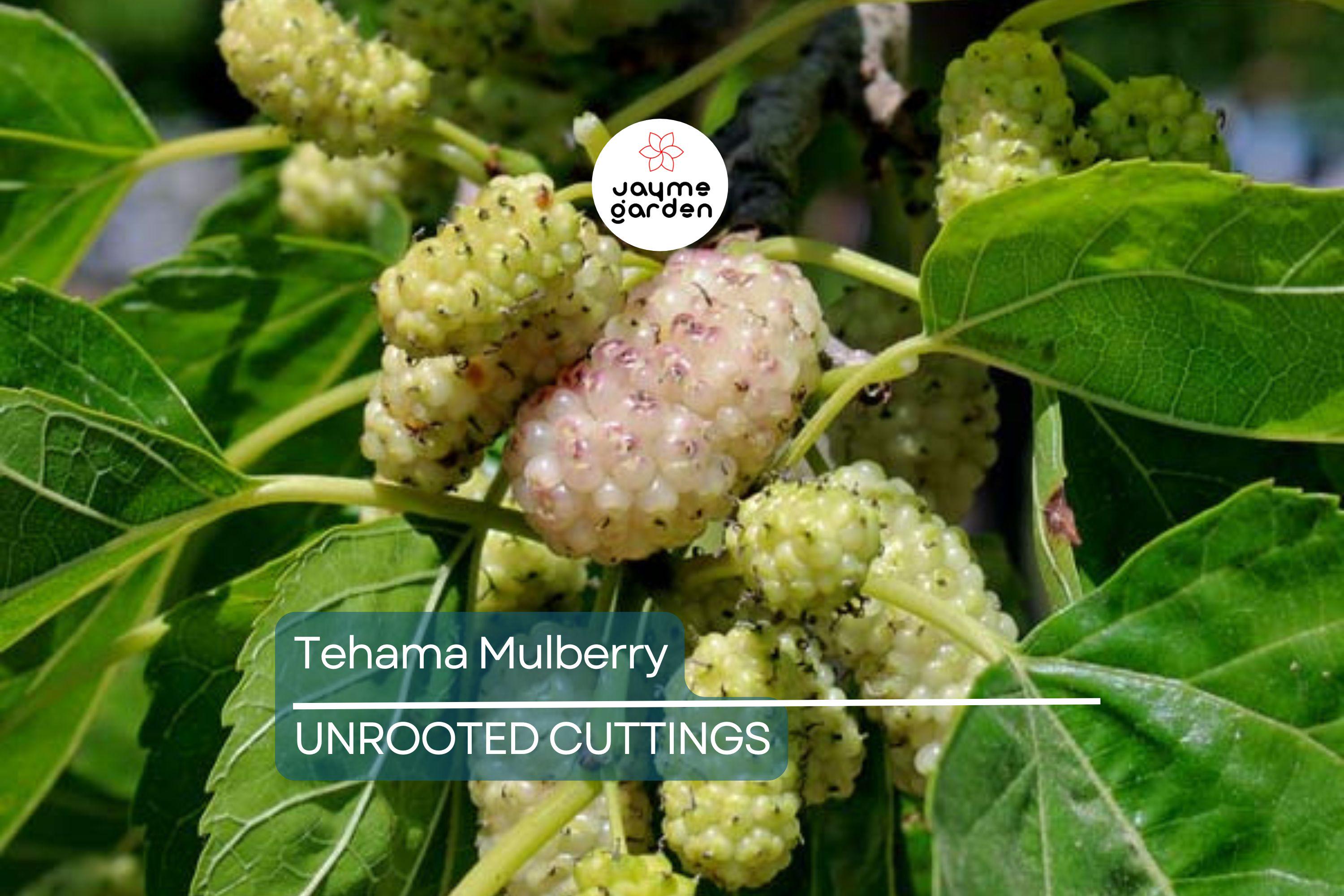 Tehama Mulberry Scion Cuttings (3) - 8" Unwashed, Sweet Large Non-Staining White Mulberry Fruit