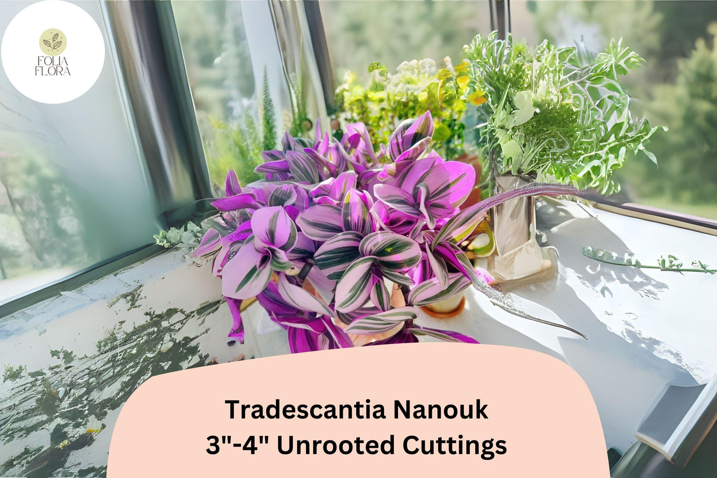 3 Unrooted Tradescantia Nanouk Cuttings 3”-4” | Rare Pink Wandering Jew | Easy Houseplant