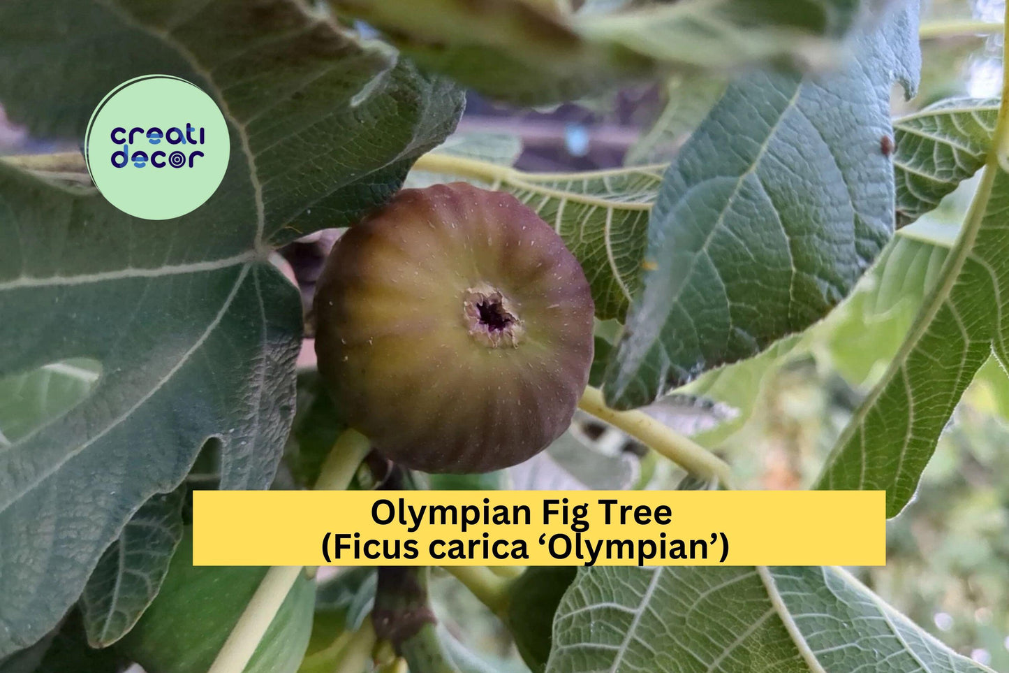 Olympian Fig Tree Cuttings | 10 Fresh Hardwood Stems for Rooting or Grafting | Ficus carica Starter for Home Orchards & Gardens