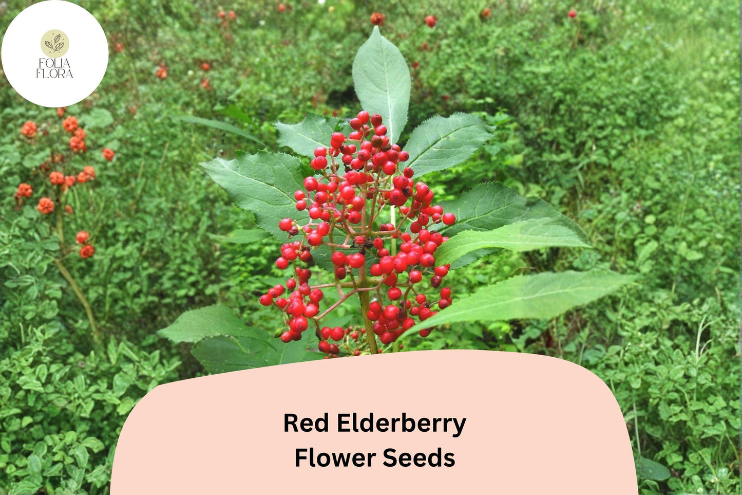 Red Elderberry Seeds – 30 Sambucus racemosa | European Red Elderberry