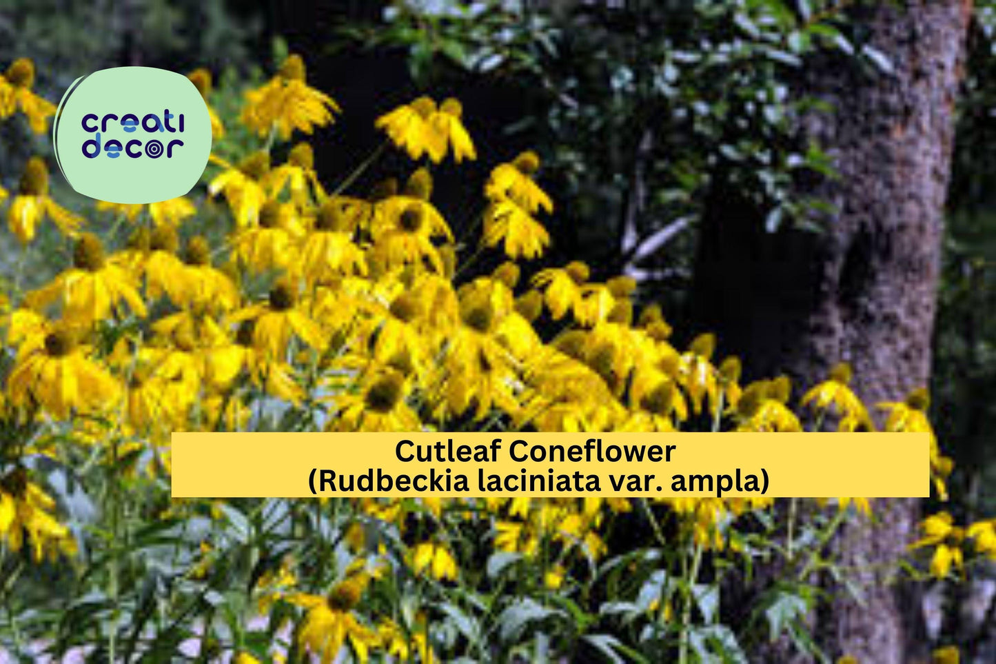 Cutleaf Coneflower Seeds (Rudbeckia laciniata ampla) – 50 Native Perennial Seeds | Yellow Wildflower | Pollinator Friendly | Tall Blooms