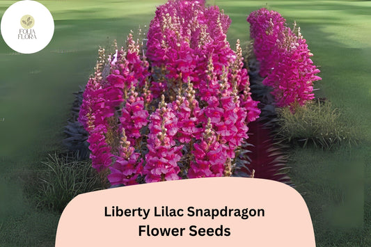 Antirrhinum majus Liberty Lilac Snapdragon Seeds – 1000+ Soft Lilac Blooms for Garden & Cut Flowers