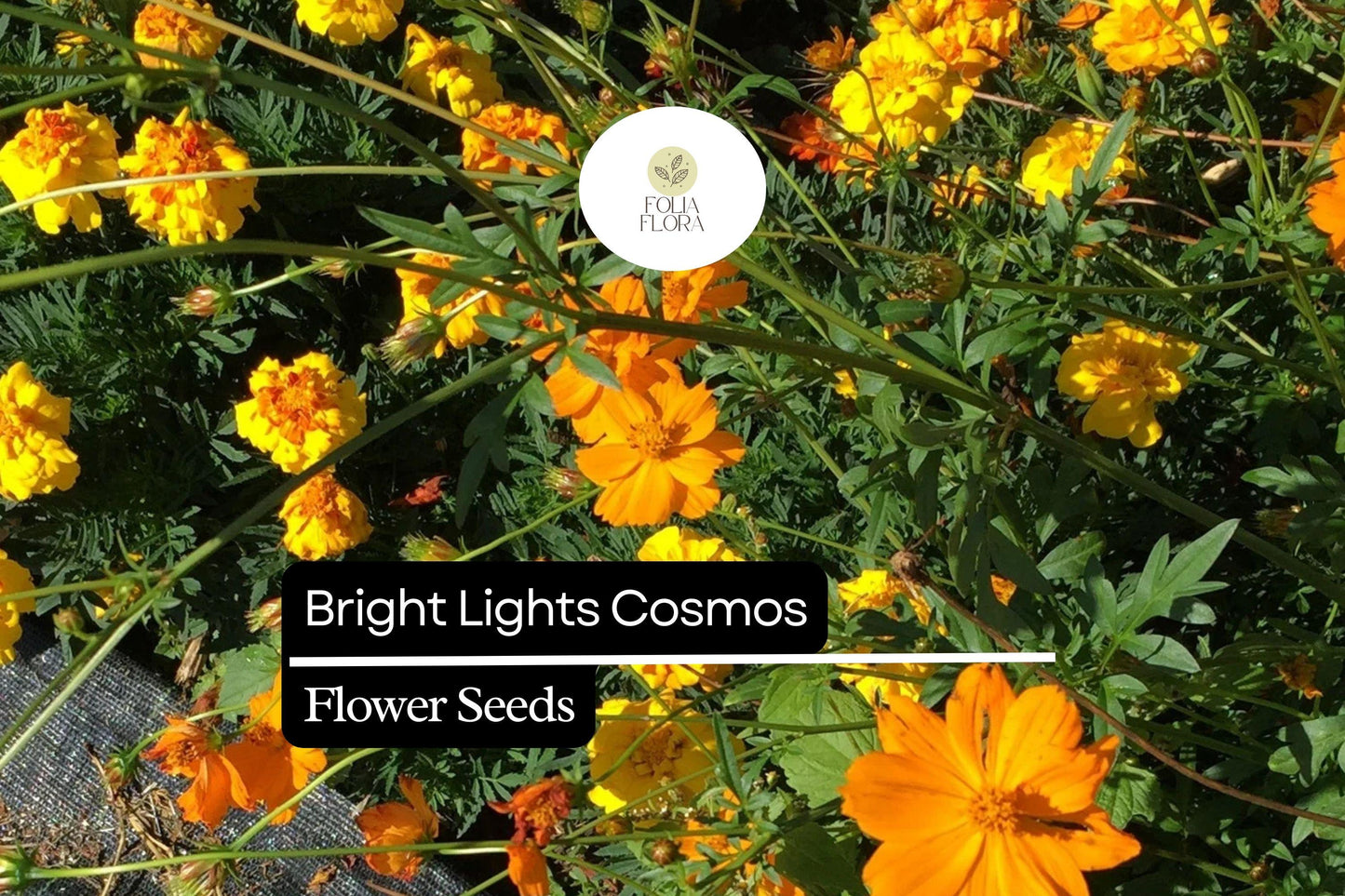 Bright Lights Cosmos (Cosmos sulphureus) – Vibrant Orange & Yellow Flowers, Easy to Grow, Pollinator-Friendly