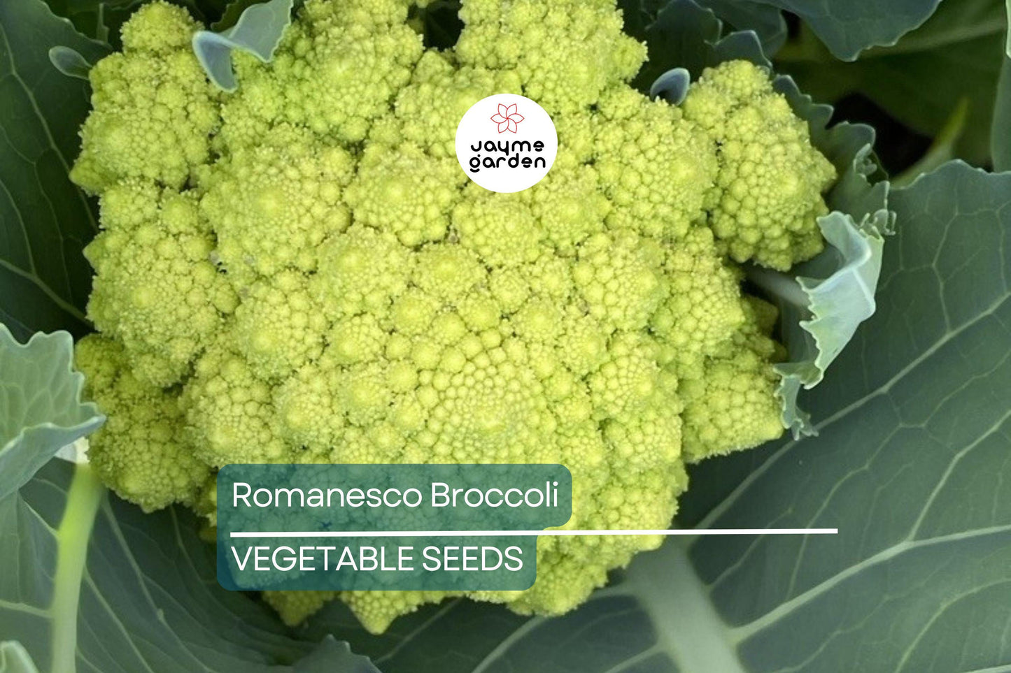 1,000 Romanesco Broccoli Seeds – Non-GMO Heirloom, Unique Fractal Shape, USA Seller, Free Shipping
