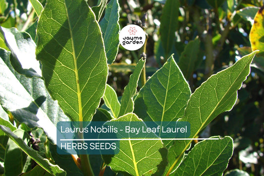 5 Laurus Nobilis Bay Leaf Laurel Seeds - Rare Tropical Tree, USA Seller, Aromatic Evergreen