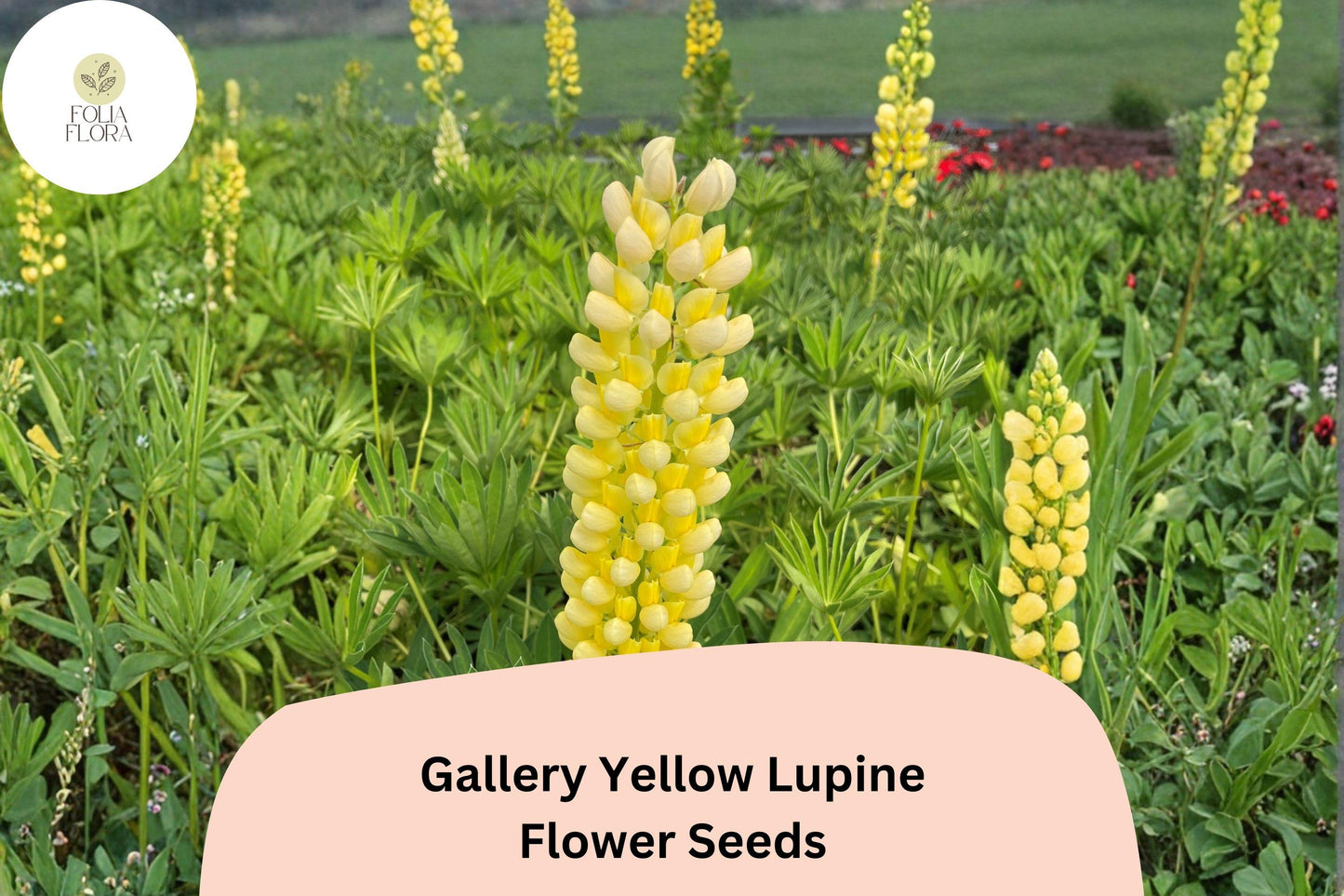 25+ Gallery Yellow Lupine Seeds | Lupinus Polyphyllus | Perennial Garden Flowers | Bright Yellow Blooms