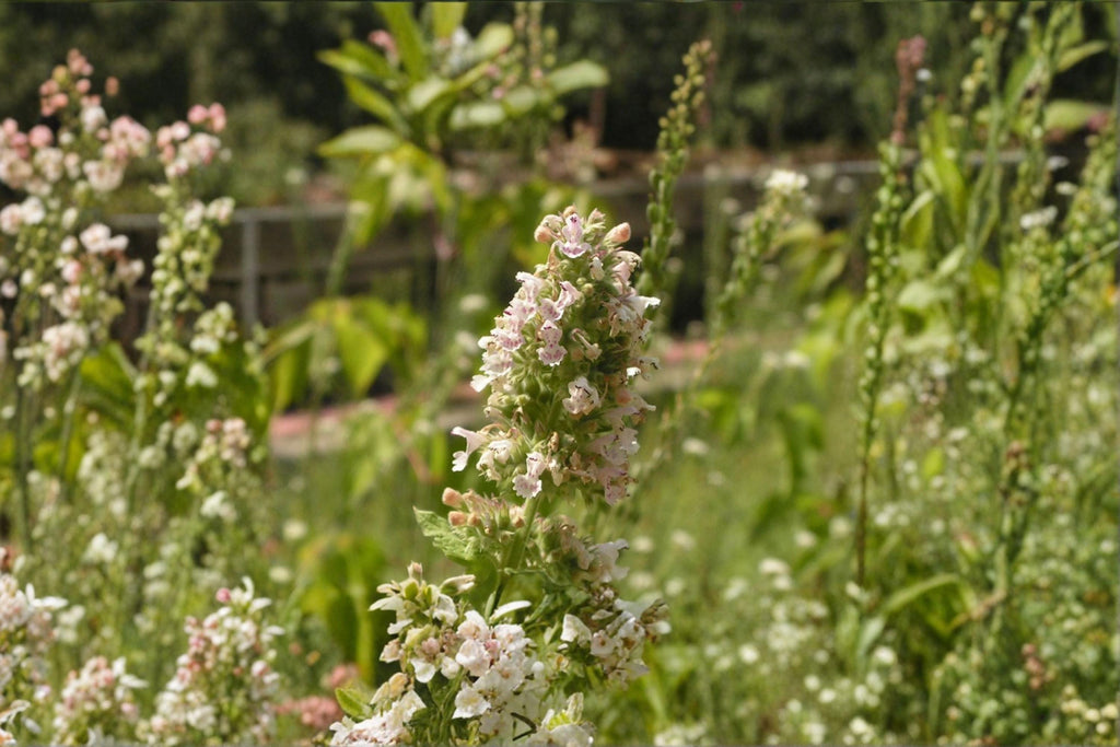 Catnip – Nepeta cataria Seeds | 100 Seeds | Aromatic Herb for Cats | Pollinator-Friendly Garden Plant