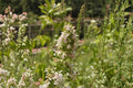 Catnip – Nepeta cataria Seeds | 100 Seeds | Aromatic Herb for Cats | Pollinator-Friendly Garden Plant