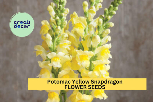 1000+ Potomac Yellow Snapdragon Seeds – Tall Spikes of Bright Yellow Blooms for Garden Planting, Cut Flowers & Borders – USA