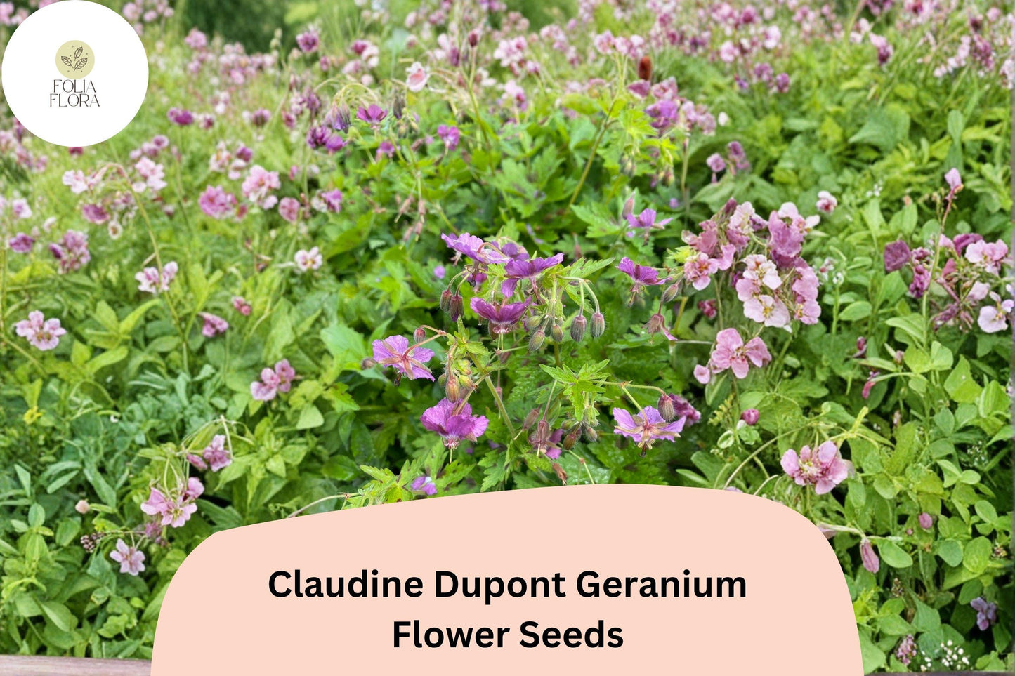 25+ Claudine Dupont Geranium Seeds | Elegant Purple Blooms | Long-Blooming Garden Flower for Pots & Borders