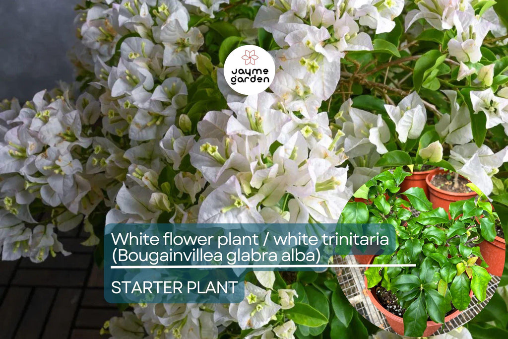 1 White Trinitaria Bougainvillea Live Plant 1’-2’ | Tropical Climbing Flowering Vine | Stunning White Bracts, Low Maintenance