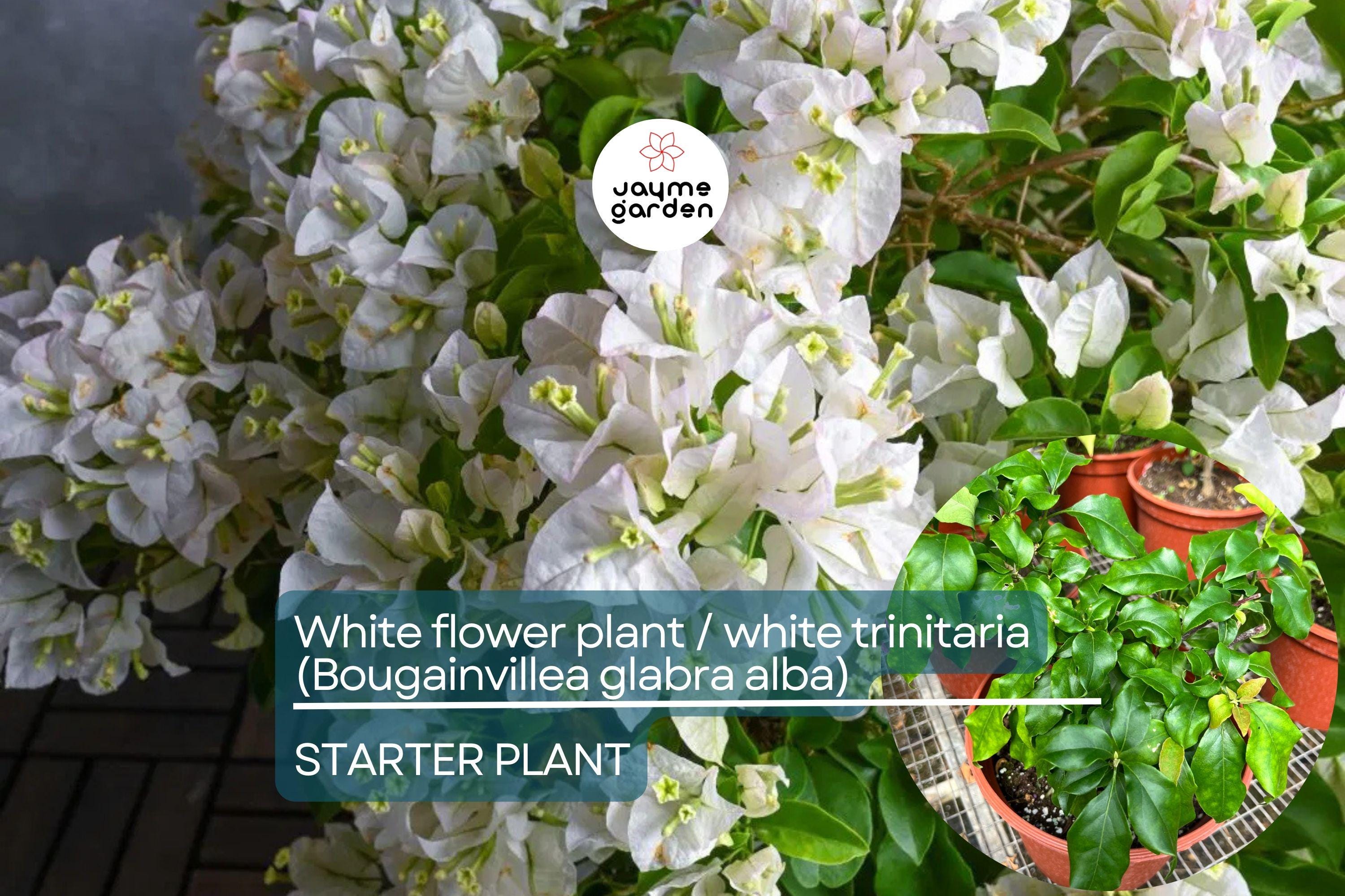 1 White Trinitaria Bougainvillea Live Plant 1’-2’ | Tropical Climbing Flowering Vine | Stunning White Bracts, Low Maintenance