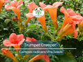 100 Flower Vine Seeds - Perennial Trumpet Creeper (Campsis radicans), Orange Flowers, Fast-Growing Vine, Climbing Plant, Wildlife Friendly