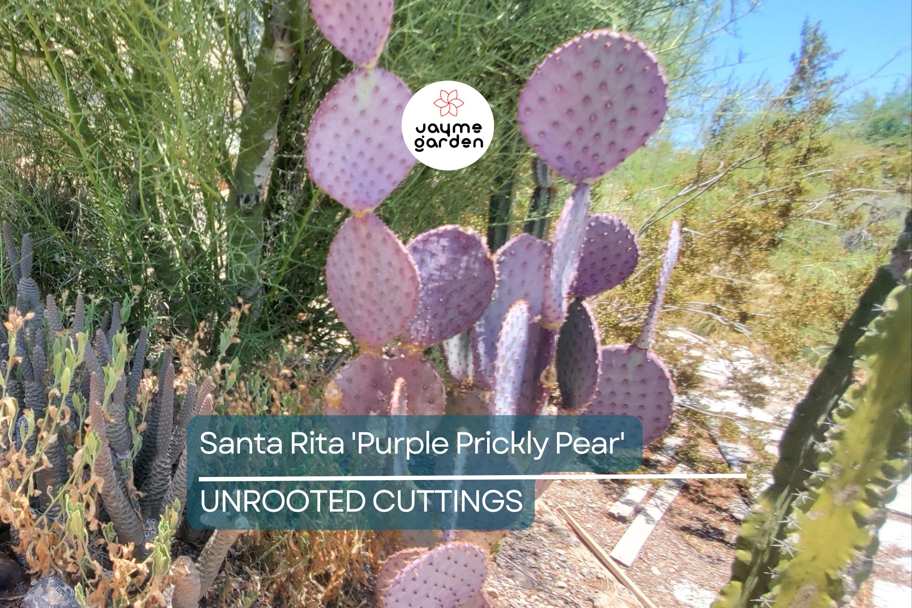 Santa Rita Purple Prickly Pear Cutting (6") | Color Shifts Green to Purple | Beautiful Yellow Blooms | Unrooted Starter