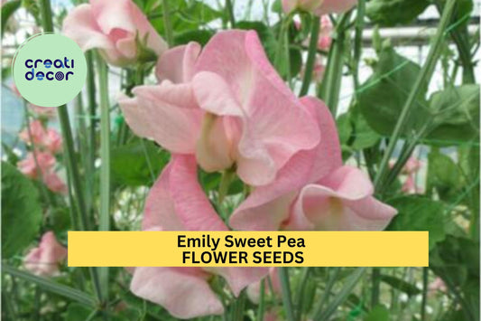 50+ Emily Sweet Pea Seeds – Soft Lavender Fragrant Blooms for Garden Planting, Climbing Vines for Trellises & Bouquets – USA