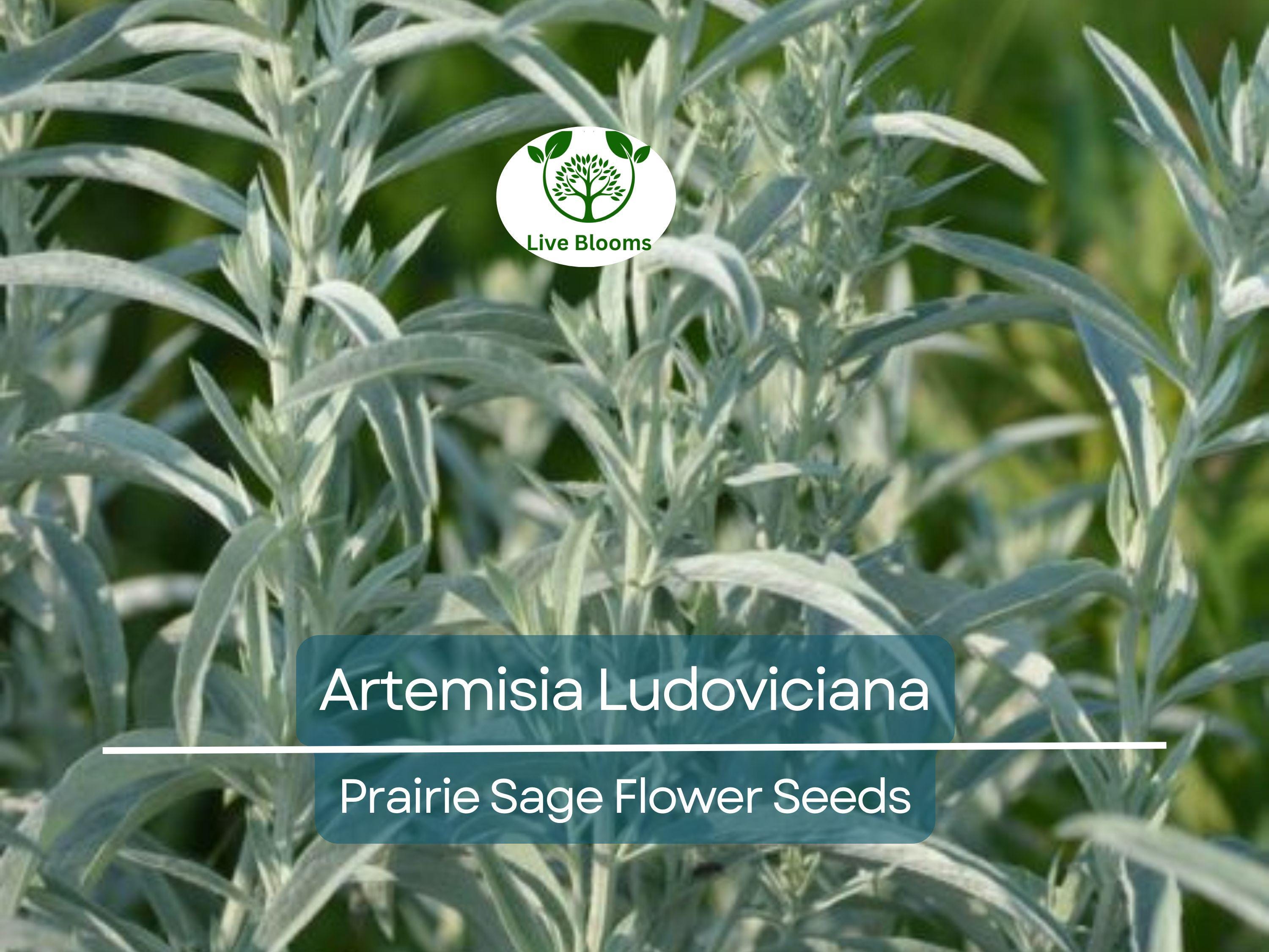 30 mg Seeds Artemisia Ludoviciana (Prairie Sage) for Planting - Herb, Drought-Tolerant, Fragrant Perennial, Native Plant for Garden