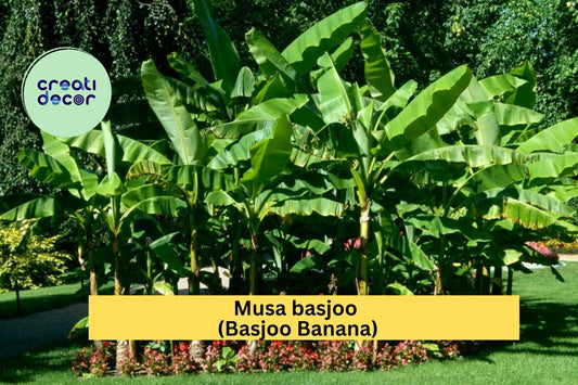 Cold Hardy Basjoo Banana Tree – Musa basjoo – Small Live Rooted Starter Plant for Tropical Garden or Patio Landscaping