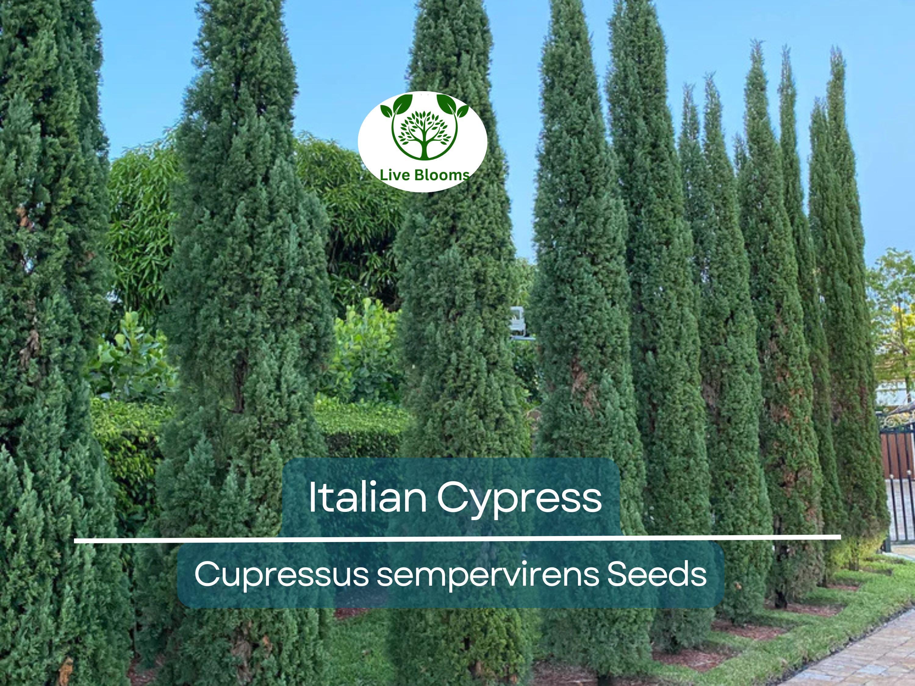 50 Italian Cypress Tree Seeds (Cupressus sempervirens), Evergreen Cedar, Non-GMO, Fast-Growing, Ideal for Privacy Screens, Outdoor Trees