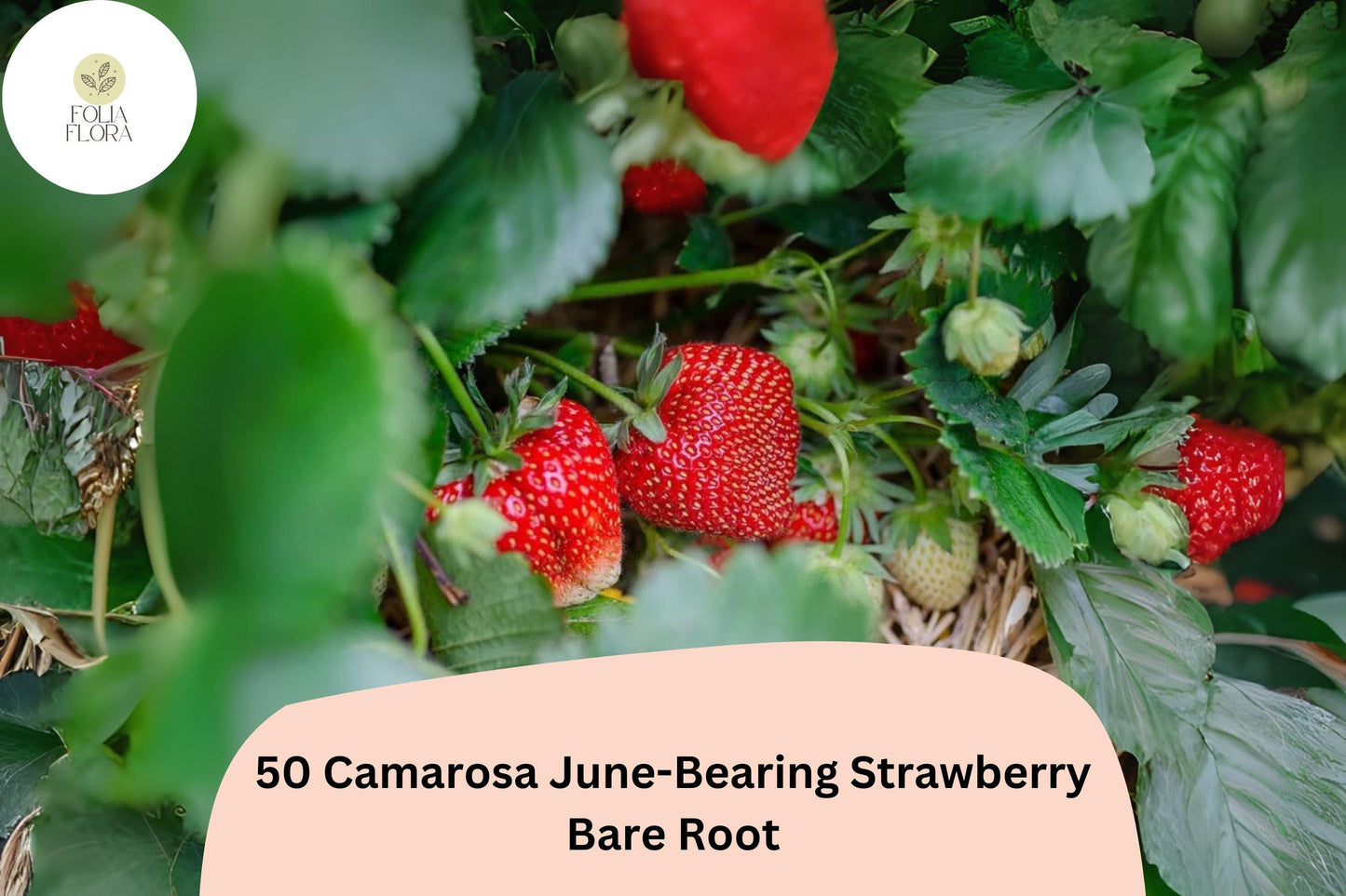 50 Camarosa Strawberry Plants | Live Bare Root June-Bearing | NON-GMO Fragaria × ananassa Garden Fruit