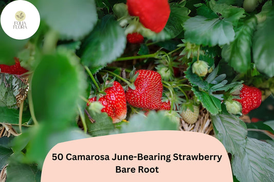50 Camarosa Strawberry Plants | Live Bare Root June-Bearing | NON-GMO Fragaria × ananassa Garden Fruit