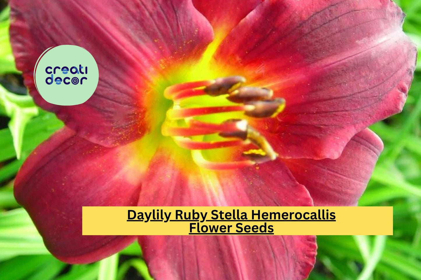 Daylily Ruby Stella Hemerocallis – 25 Bare Root Plants, Perennial Flowers for Garden, Bright Red Blooms, Easy to Grow Landscaping