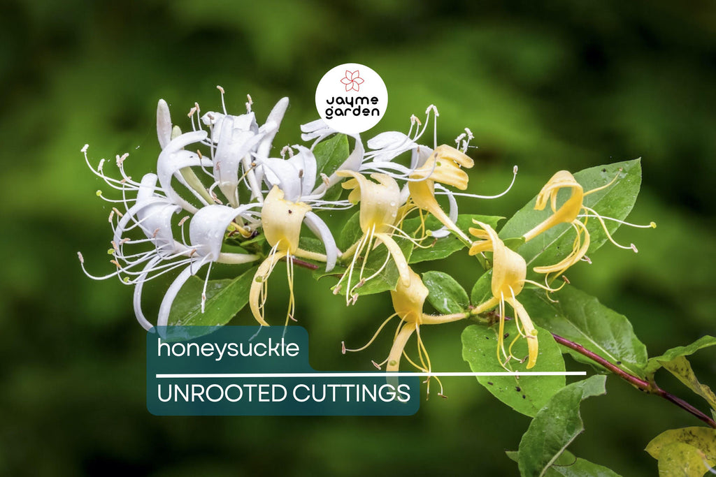 6 Honeysuckle Plant Cuttings | Fragrant Vine | No Roots | 6"-8" Long | Fast Growing | Easy to Propagate