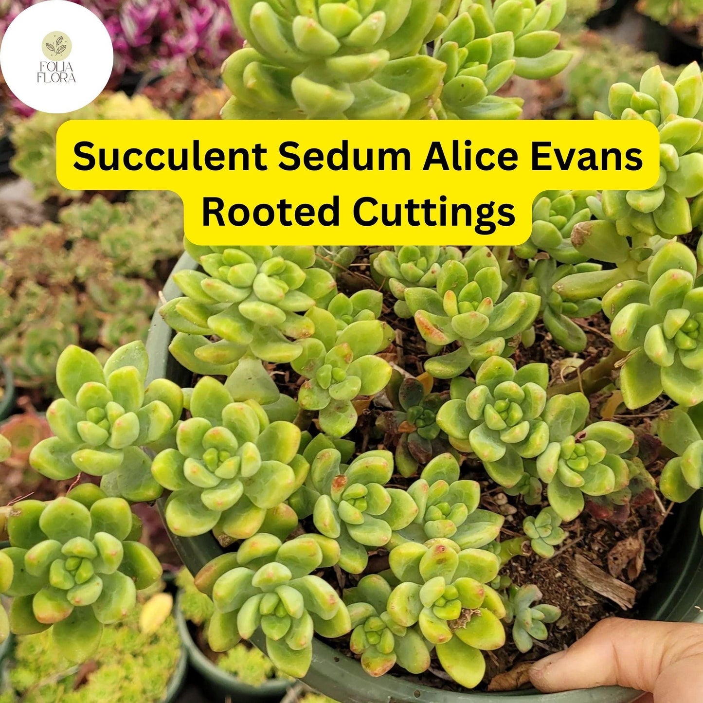 5 Live Plant Cuttings Sedum ‘Alice Evans’ Succulent | Stonecrop Variety | Compact Growth & Creamy Green Foliage