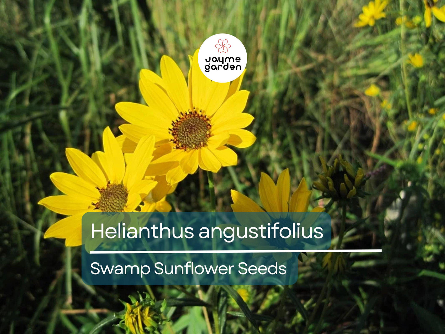 200 Seeds Helianthus Angustifolius | Narrowleaf Swamp Sunflower | Bright Yellow Blooms | Pollinator Native Perennial for Wetlands & Gardens