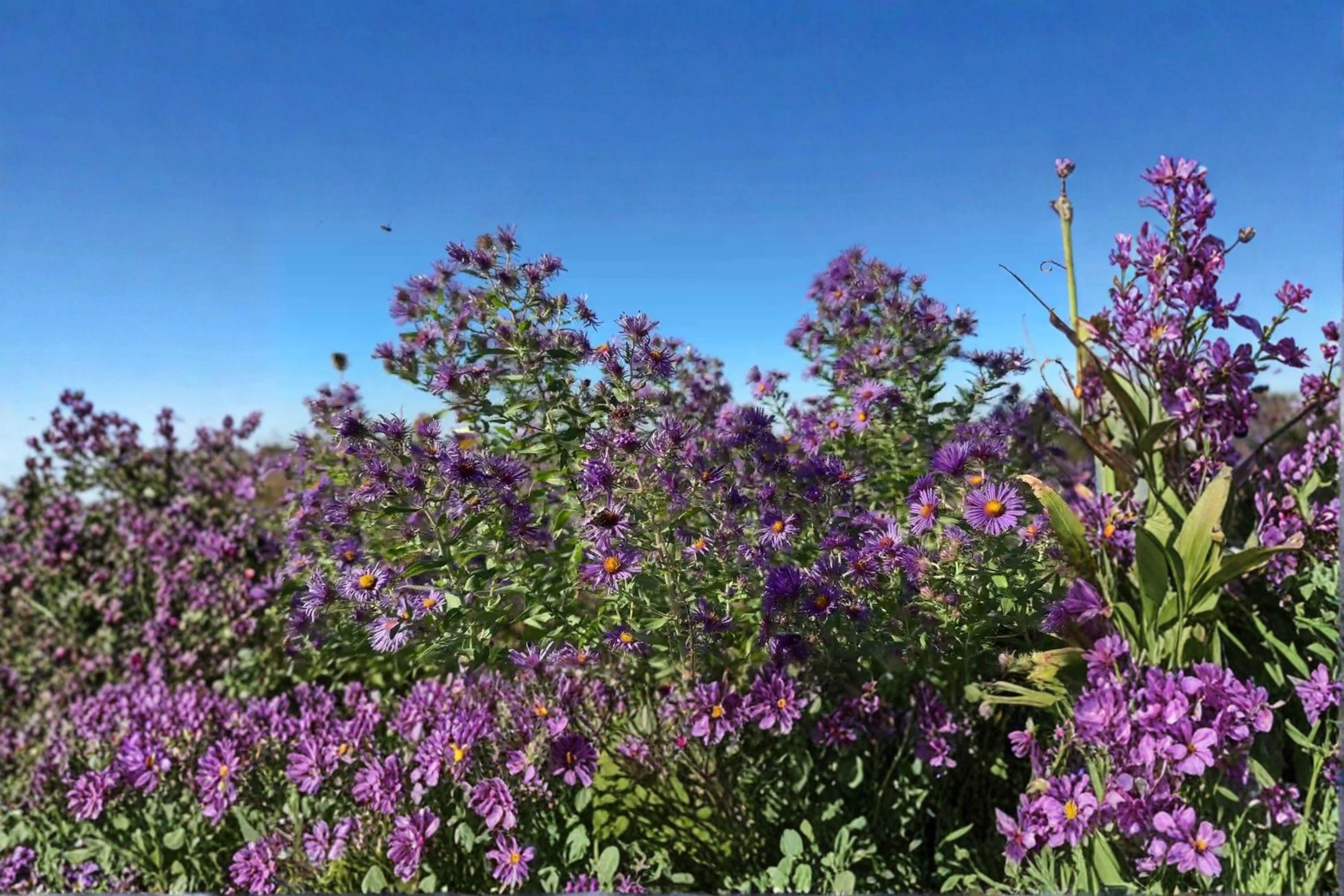 Symphyotrichum novae-angliae – New England Aster | 100 Seeds | Native Purple Aster Wildflower