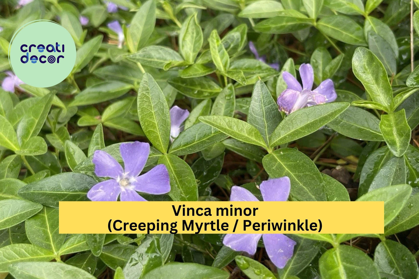 Vinca Minor Periwinkle Live Plants – 100+ Creeping Myrtle Ground Cover, Evergreen Shade Plant, Hardy Low-Maintenance Garden Vine