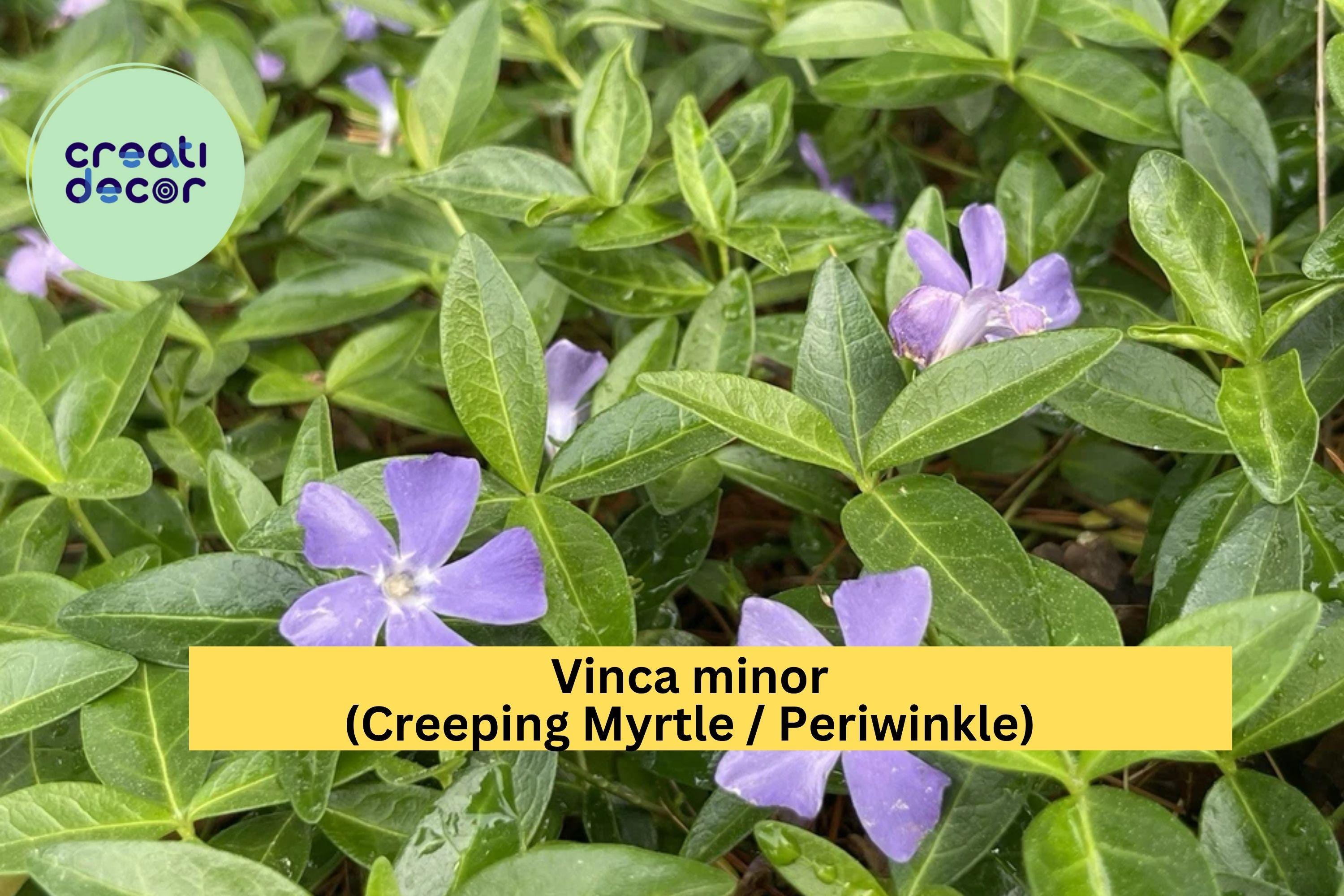 Vinca Minor Periwinkle Live Plants – 100+ Creeping Myrtle Ground Cover, Evergreen Shade Plant, Hardy Low-Maintenance Garden Vine