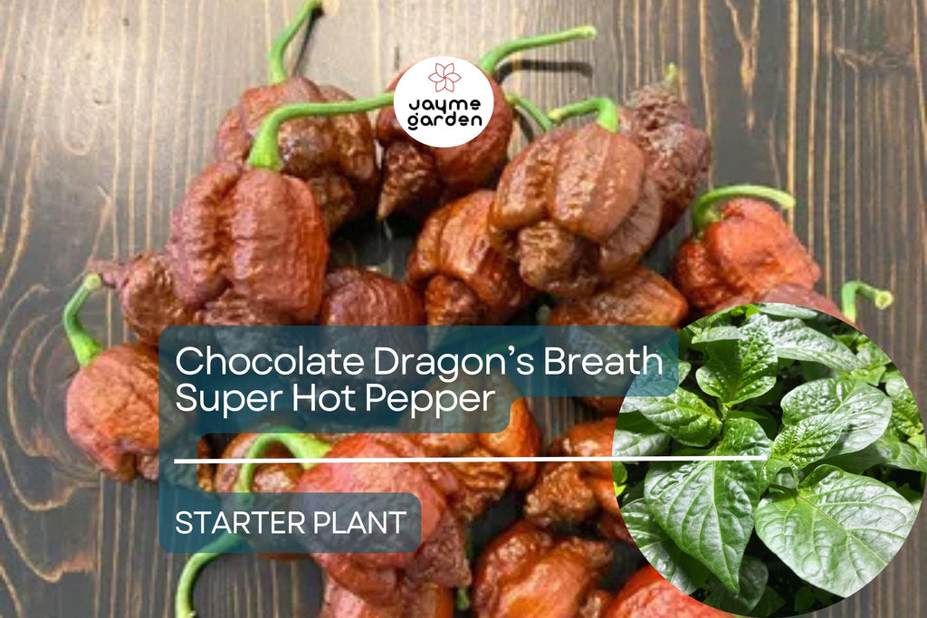 3 Chocolate Dragon’s Breath Starter Plants - Super Hot Pepper Live Plants - Young Plants for Gardens, Containers, & Spicy Recipes