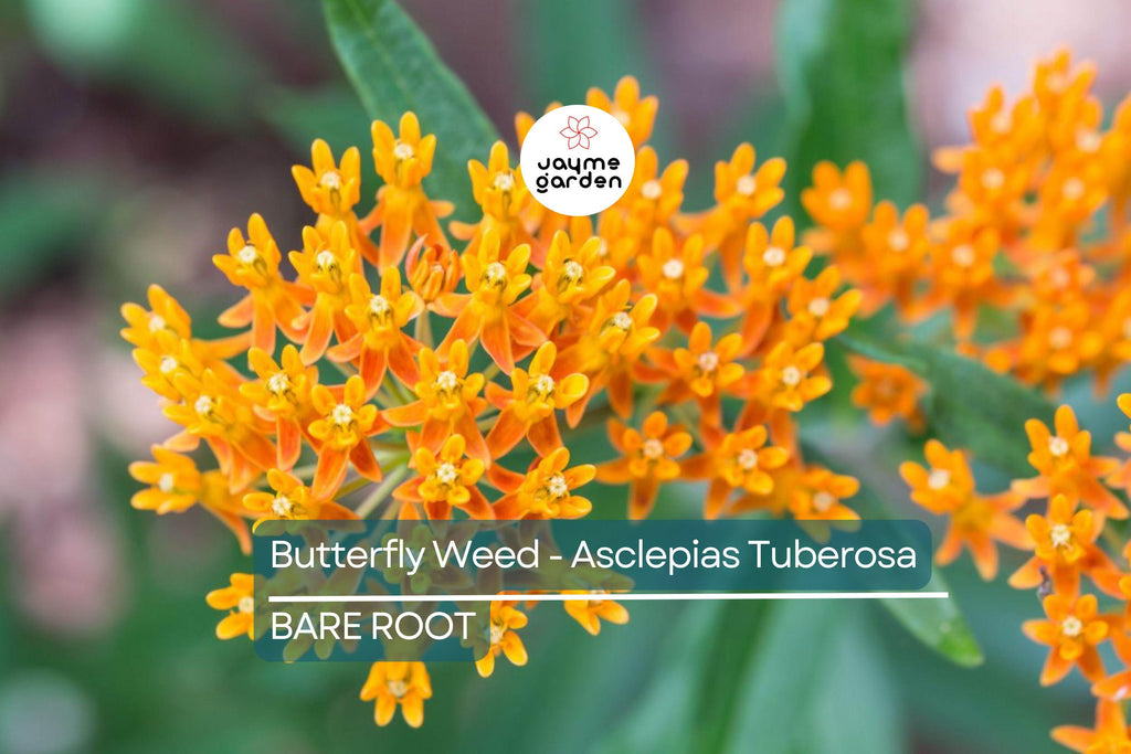 10 Butterfly Weed Plants (Asclepias Tuberosa) | Perennial Bare Root | Monarch Host Plant | Drought-Tolerant & Pollinator-Friendly