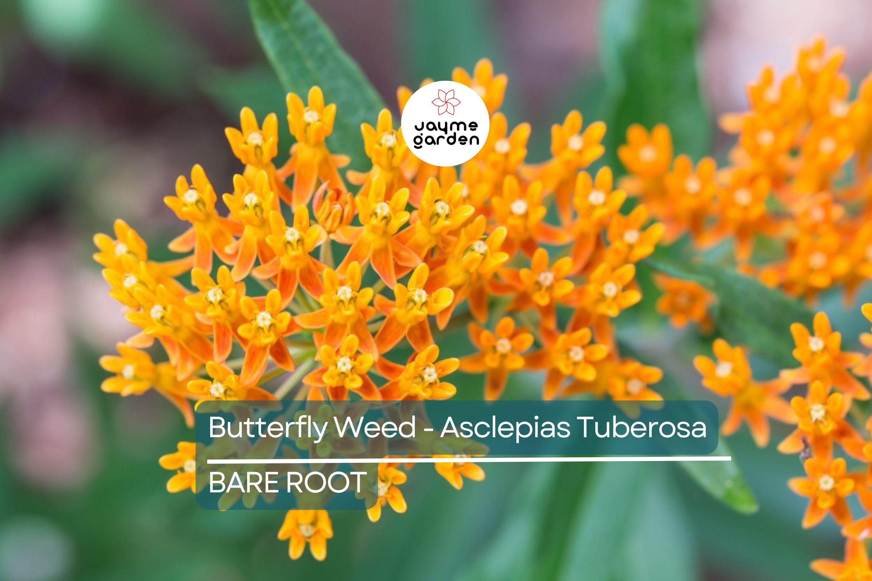 10 Butterfly Weed Plants (Asclepias Tuberosa) | Perennial Bare Root | Monarch Host Plant | Drought-Tolerant & Pollinator-Friendly
